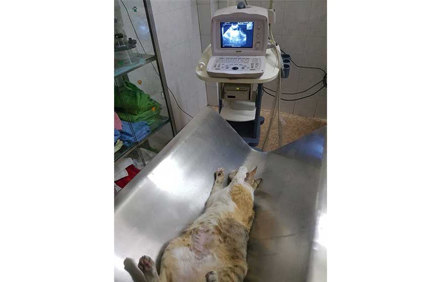 sieu am meo mang thai f7190003278b4b0e844a27129bbac5c5