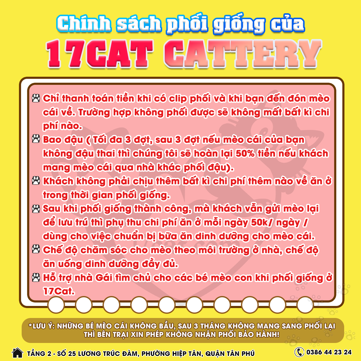 Phối giống mèo Anh giá bao nhiêu? 4 chinh sach phoi giong meo 17Cat Cattery