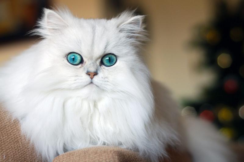 Phối giống mèo Anh giá bao nhiêu? 6 meo ba tu persian longhair