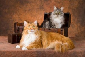 meo maine coon