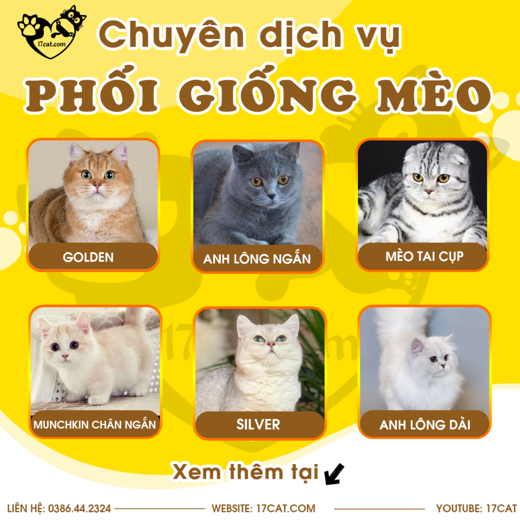 phoi giong meo