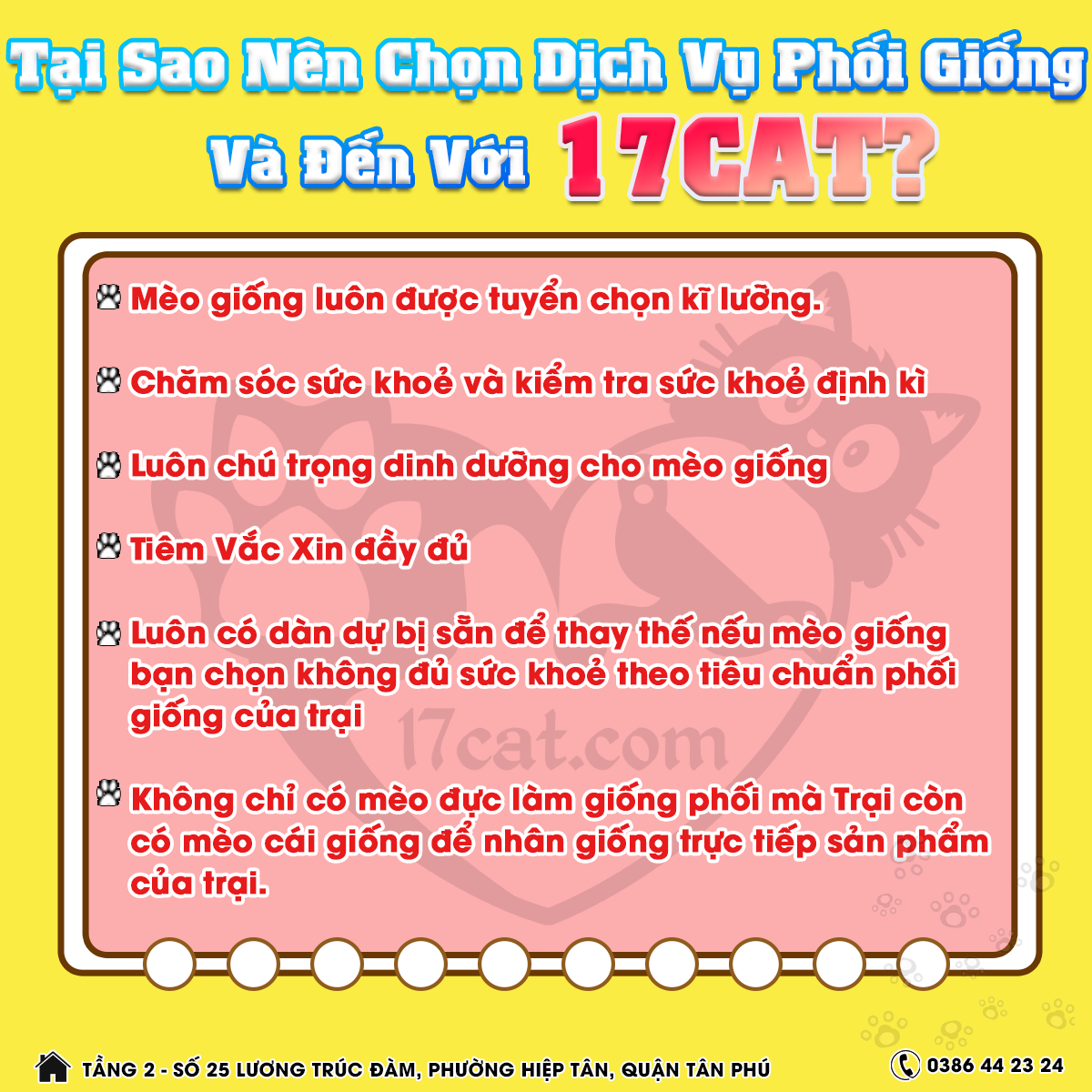Phối giống mèo Anh giá bao nhiêu? 3 tb dich vu phoi giong meo o 17Cat Cattery